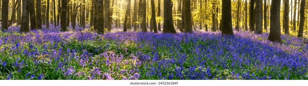 Beautiful spring panorama in a woodland forest with Bluebell carpet - Powered by Shutterstock