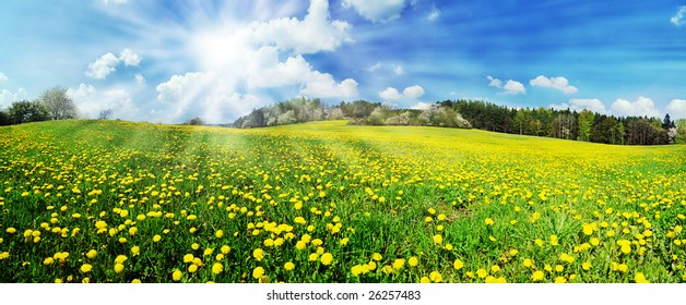 Beautiful spring panoramic shot with a dandelion meadow and shining sun