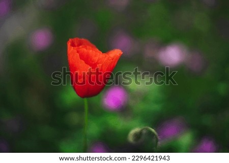 Similar – Image, Stock Photo Tuesday poppy, orange and red