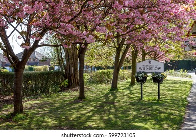 Beautiful Spring Season In A Wilmslow Cheshire England.