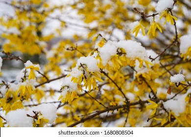 Beautiful spring seasonal characteristic street flower with yellow laburnums in the city park. The snow covers the flowers. Hungary, Europe