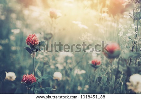 Beautiful spring summer background with wild meadow grass and clover flowers in the rays of sunset. Clover flowers close-up macro in nature on a natural background, soft focus