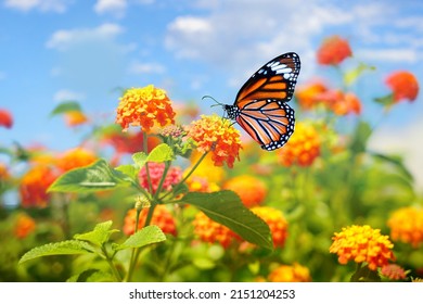 Beautiful spring summer image of monarch butterfly on orange lantana flower against blue sky  on bright sunny day in nature, macro. - Powered by Shutterstock