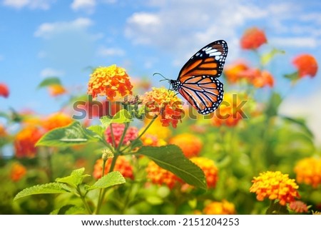 Beautiful spring summer image of monarch butterfly on orange lantana flower against blue sky  on bright sunny day in nature, macro.