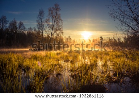 A beautiful spring sunrise mist over the flooded wetlands. Warm spring scenery of swamp with grass and fog. Beautiful landscape of Northern Europe in springtime.