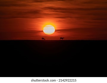 Beautiful Spring Sunset With Roe Deer Silhouette