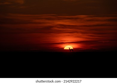 Beautiful Spring Sunset With Roe Deer Silhouette