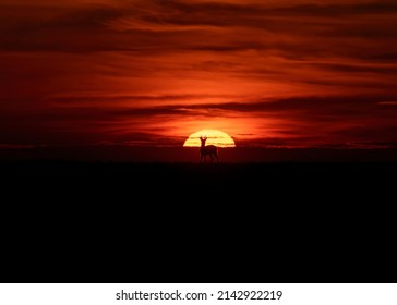 Beautiful Spring Sunset With Roe Deer Silhouette