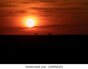 Beautiful Spring Sunset With Roe Deer Silhouette