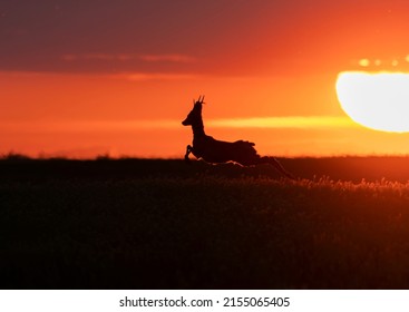 Beautiful Spring Sunset With Roe Deer Silhouette	
