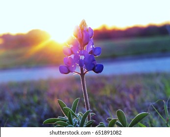 Beautiful spring time texas bluebonnet at sunset