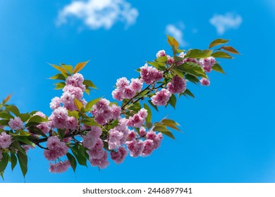Beautiful spring tree background. Cherry tree 