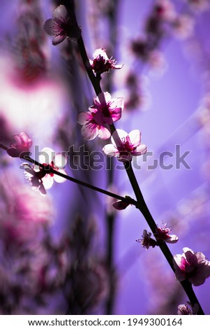 Similar – Spring blossom with blur