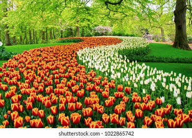 Beautiful Spring Tulips Flowers In Park In Netherlands (Holland)
