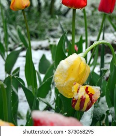 Beautiful spring tulips with remnants of snow on a garden. Macro.