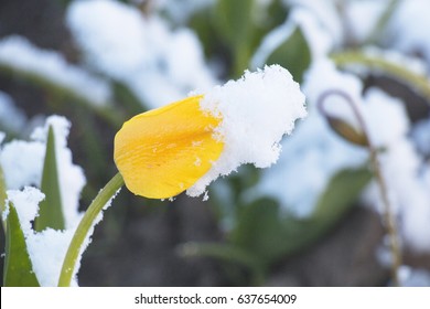 Beautiful spring tulips with remnants of snow on a garden.