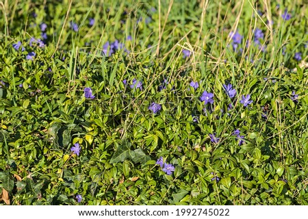 Beautiful spring view of blue common periwinkle (Vinca Apocynaceae) flowers used in chromo therapy to reduce anger and anxiety along Ballycorus Road, Co. Dublin, Ireland. Soft and selective focus