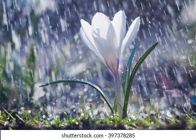 Beautiful spring white crocus in the spring rain