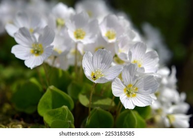 beautiful spring white flowers oxalis macro image - Shutterstock ID 2253183585