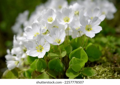 beautiful spring white flowers oxalis blurred macro image - Shutterstock ID 2257778507