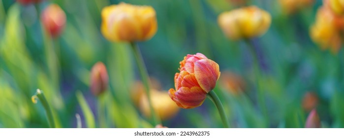 Beautiful spring yellow and red tulips in the Moscow public park. Concepts of the beauty of nature. Suitable for posters, greetings cards, banners, postcards, templates. Flowers theme. Panoramic  - Shutterstock ID 2243962375
