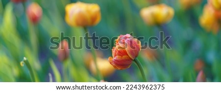 Beautiful spring yellow and red tulips in the Moscow public park. Concepts of the beauty of nature. Suitable for posters, greetings cards, banners, postcards, templates. Flowers theme. Panoramic 