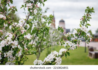 Beautiful Spring Young Apple Tree Shoots