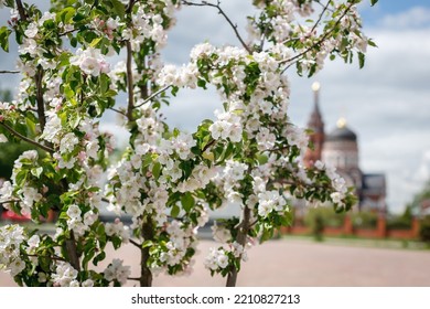 Beautiful Spring Young Apple Tree Shoots