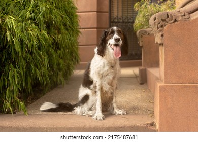 A Beautiful Springer Spaniel Sits Near Brooklyn Brownstone Stoop With Lush Green Garden Plants