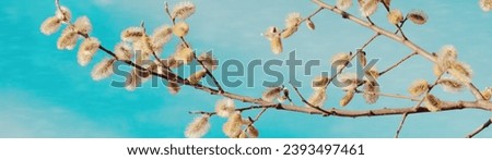 Beautiful springtime background. Flowering willow buds against the blue sky. Copy space. Web banner. Panorama.