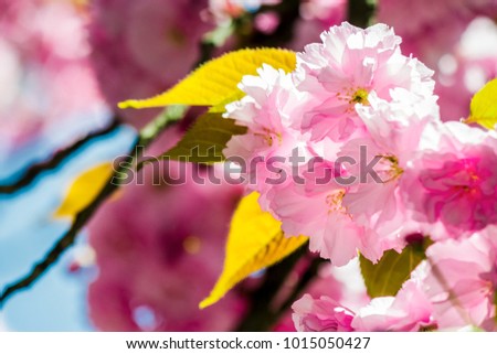 Similar – Image, Stock Photo solitary flower Garden