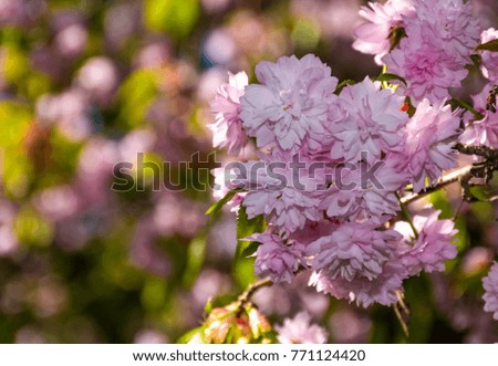 Similar – Einsame Blume Garten Natur