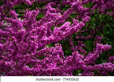 Beautiful springtime closeup background. Judas tree blossom: stockfoto