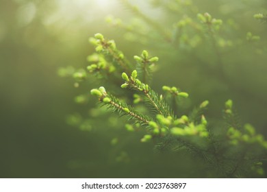 Beautiful spruce branches with young green needles grow on a summer foggy sunny morning in a spruce forest. Evergreen coniferous trees.