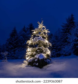 Beautiful spruce Christmas tree deocorated with glowing light in the evening snowy forest
