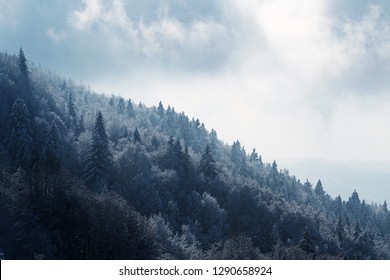 Beautiful spruce forest on hillside with dramatic clouds of fog in background. Nature, forestry and environment concepts.