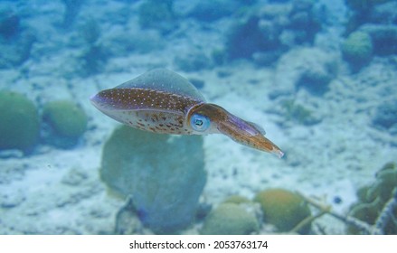 A beautiful Squid swimming over the coral reef in the blue waters of the Caribbean sea in Curacao.