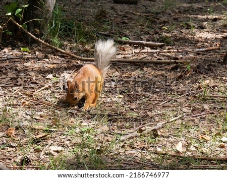 A beautiful squirrel asks for food in the park named after the 30th anniversary of the Komsomol of the city of Omsk
