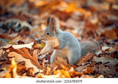 Beautiful squirrel close-up in the autumn forest. - Shutterstock ID 2216783079