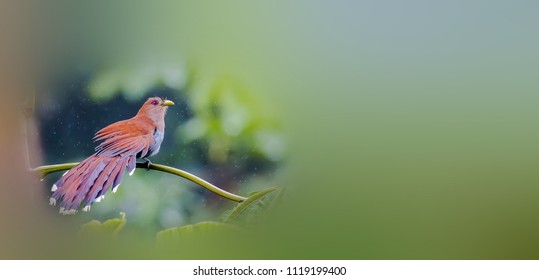 Beautiful Squirrel Cuckoo