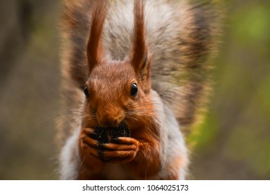 A beautiful squirrel gnawing a nut and sitting on a tree branch in a spring forest. Close-up of a rodent.