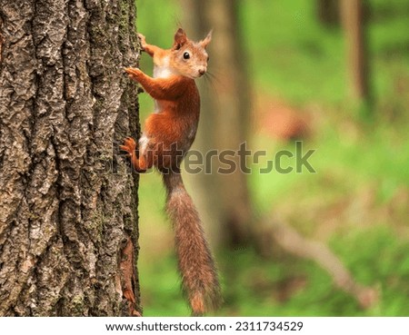 Beautiful squirrel on a tree in a forest park in the summer