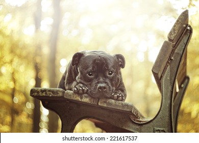 Beautiful Staffordshire Bull Terrier Dog Puppy In Autumn Nature