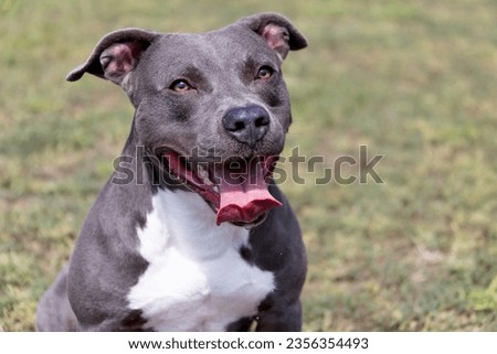 Beautiful staffordshire bull terrier portrait on a green lawn close-up. Blue stuffy with tongue out. Blue american staffordshire terrier, amstaff. Cute shot of a blue staff terrier outside