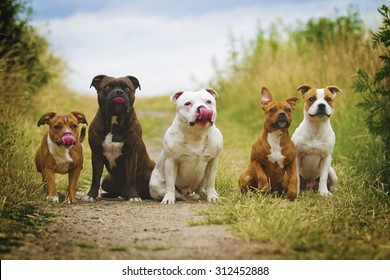 beautiful stafordshirre terrier dog with puppy in summer field ( group of dogs )