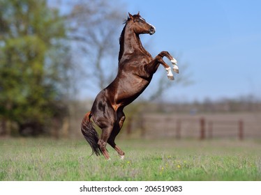 Beautiful Stallion Thoroughbred Breed, Great-grandson Of Secretariat Sports Meadow. Horse Candles On A Blurred Background