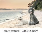 Beautiful standard poodles lying down on sandy beach - gray and white dogs on sand with water and sunset