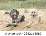 Beautiful standard poodles lying down on sandy beach - gray and white dogs on sand with beach grasses