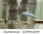 Beautiful standing Black-crowned Night-Heron (Nycticorax nycticorax) on a sunny day during summer