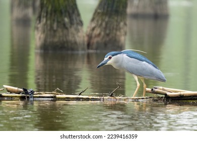Beautiful standing Black-crowned Night-Heron (Nycticorax nycticorax) on a sunny day during summer